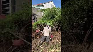 Cutting down trees clean up house cleaningup cuttingdowntrees cuttingtrees cleanup [upl. by Acinemod298]