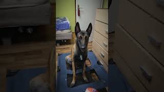 EPIC midair catch This Belgian Malinois wont let anything escape [upl. by Yelich]