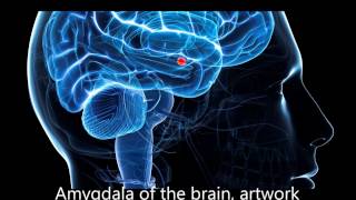 Frequencies to decrease activity in the Amygdala Stage1 [upl. by Nosylla]