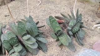 Succulents Gasteria Maculata [upl. by Enayr57]