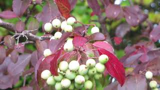 Viburnum prunifolium blackhaw [upl. by Naitsabas920]