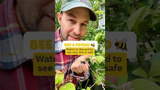 Carpenter Bees safe to handle pollinators shorts gardening fruittrees bees garden bee [upl. by Stouffer]