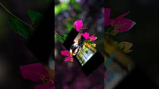 BLUR BACKGROUND EDITINGlightroom picsart photoroom lensdistortions [upl. by Mairam]