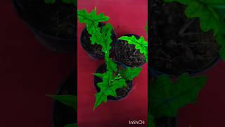 Alocasia Jacklyn online 8281723614shortvideo [upl. by Otinauj]