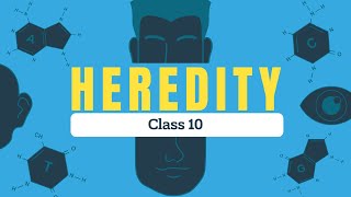 Quick Revision Heredity  Class 10  NCERT Based [upl. by Vish]