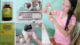 How To Deworm A Shih Tzu Puppies At Home  Paano Mag Deworm Ng Tuta [upl. by Fulbright]