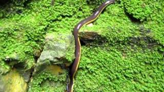 Giant caecilian Caudacaecilia nigroflava from Borneo [upl. by Patrice]