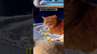 Why do cats hate this so much 😂 [upl. by Sikram]