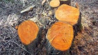 COPPICING AND ITS TYPES  PART1 [upl. by Strephon]