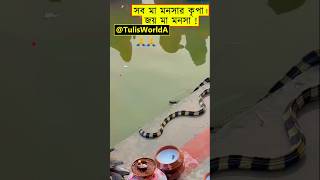 Snake🐍 Joy Maa Manasa🙏🏻 Banded Krait India  Natural Footage in Chhath Puja shorts snake wildlife [upl. by Wendy]