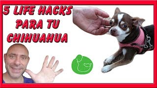 5 TRUCOS para JUGAR y ADIESTRAR a un CHIHUAHUA [upl. by Aisatana]