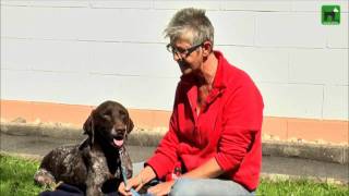 Jagdhund Bambou der deutsch kurzhaar aus dem Tierheim Gelnhausen [upl. by Ynitsed]