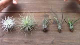 Difference between green and grey Tillandsias Planta Brutt video 17 [upl. by Derrik]