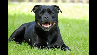 Staffordshire bull terrier zwany staffikiem i psemniańką – poznaj rasę [upl. by Neva]