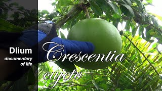 Calabash tree Crescentia cujete  part 1 [upl. by Haimirej920]