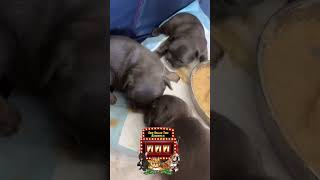 Puppies Update 4 Weeks 🔵🩷 music artist rap trending puppy frenchies frenchbulldog dogs [upl. by Bogie]