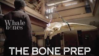 Whale Bones Ep 3 Degreasing a Whale Skeleton [upl. by Assilam383]