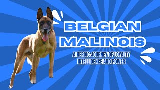 Belgian Malinois A Heroic Journey [upl. by Andras]