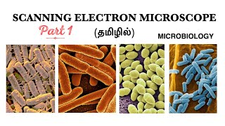 Scanning Electron Microscope SEMPart  I  History Working principle and its components  Tamil [upl. by Lewse305]