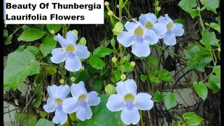 Beauty Of Thunbergia Laurifolia Flowers  Purple Flowers Thunbergia Laurifolia  Plants Lover [upl. by Divadnahtanoj694]