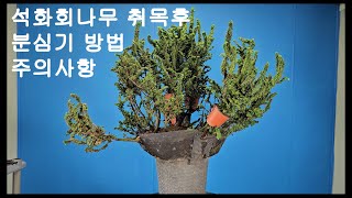 석화회나무 취목 후 분심기 주의사항 Chamaecyparis obtusa BONSAI [upl. by Dhaf]