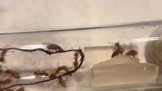 Lasius Claviger enjoying their meal 81524 [upl. by Vail]