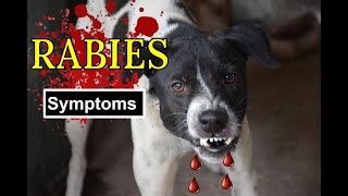 How to tell if your dog has Rabies Symptoms of Rabies [upl. by Eniamurt544]