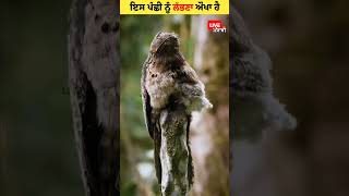 ਪੰਛੀ ਲੱਭੋ  Hidden bird  Potoo Bird Hunting style shorts shortsfeed [upl. by Berni]