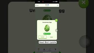 Seed Bird Update [upl. by Nefen]