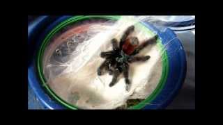 Tarantula Update  new molts [upl. by Chemar]