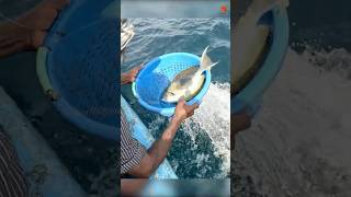 Catching Yellowfin Surgeonfish in the Sea fishing fishingvideo oceanfishing [upl. by Anoj]