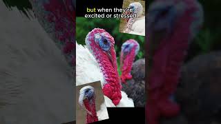 Turkeys Heads CHANGE COLORS🦃🦃animals animalfacts shorts [upl. by Leinad29]