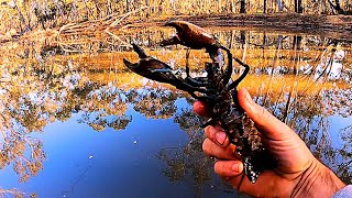 CATCHING AUSTRALIAN DAM YABBIES AND REDFIN [upl. by Ellerol65]