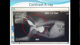 Persistent Right Aortic Arch In DogCase Study [upl. by Storz]