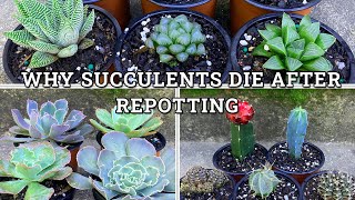 Why Succulents Die After Repotting 6 Main Reasons [upl. by Vivica975]