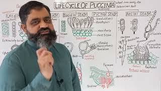 Life Cycle of Puccinia UrduHindi medium  Prof Masood Fuzail  Rusts Fungi  Puccinia graminis [upl. by Marc]