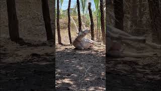 A ovelha deu cria a um borrego sitio agro fazenda [upl. by Dowlen]