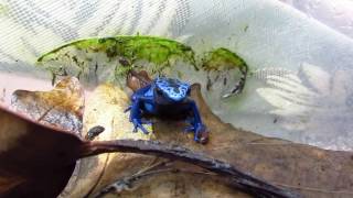 Phyllobates vittatus Dendrobates tinctorius azureus [upl. by Nevi]