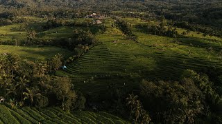 Lost in Bali 🌾A Romantic Journey Through Jatiluwihs Rice Terraces [upl. by Aicnelav]