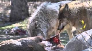 Wolves Eating [upl. by Noelyn]