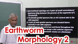 4Zoology  Organs amp Organ system in animals  Earthworm Morphology 2 [upl. by Loralyn91]