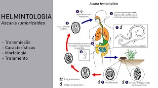 Helmintologia  Ascaris lumbricoides Lombriga [upl. by Ziguard]