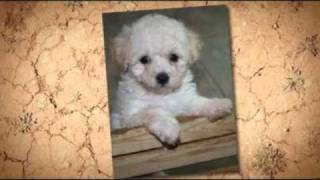 Cute Maltipoo Maltese Poodle Mix Puppies [upl. by Tound]