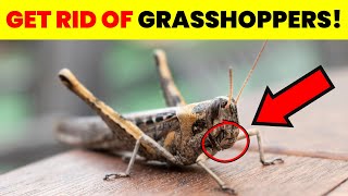 How To Get Rid Of Grasshoppers In Garden Naturally Amazing Tips [upl. by Llenehc512]