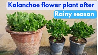 Kalanchoe flower plant care after Rainy season [upl. by Ethelstan110]