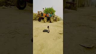 Snake sitting on the road scared people snake cobra naagokidunia01 shotsfeed saanpvideo [upl. by Sean]