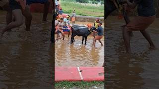 Kambala Start today mangalore race top motivation [upl. by Rossing]