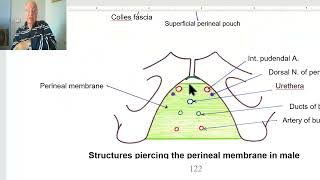 Anatomy of pelvis in Arabic 2023  Perineal membrane by DrWahdan [upl. by Seta]