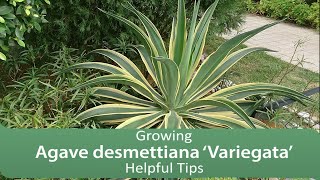 Growing Agave desmettiana ‘Variegata’ Helpful Tips [upl. by Filomena]