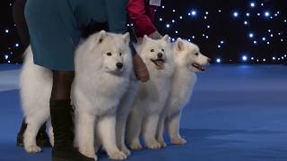 DOGS4ALL 2018  NORSK VINNER Best breeder group [upl. by Schaefer653]